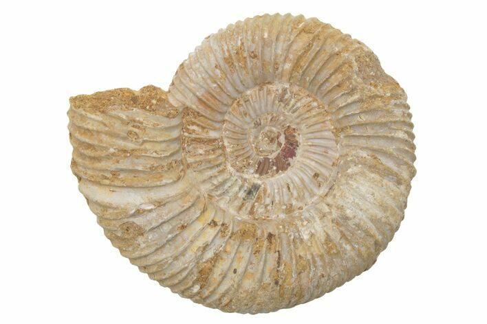 Jurassic Ammonite (Perisphinctes) Fossil - Madagascar #218834